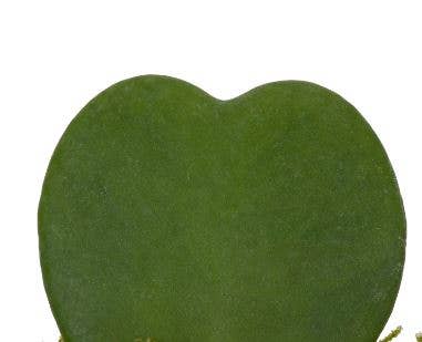 Hoya Kerrii (Single Heart) 💚: Mini (10-15cm) / Black And Gold