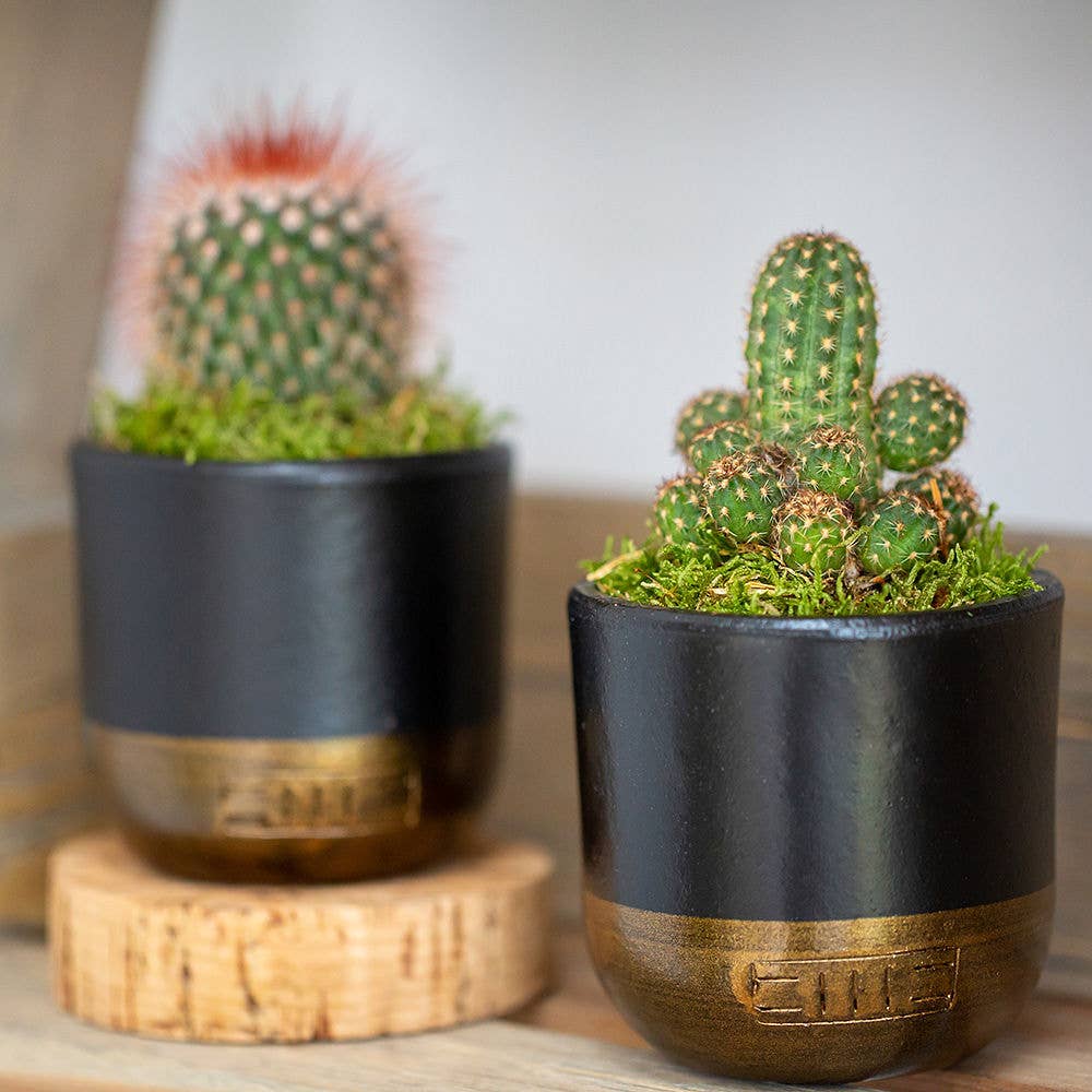 British Grown Cactus in Ceramic Pot for Indoor Décor 🌵: Small (15-30cm) / Black And Gold