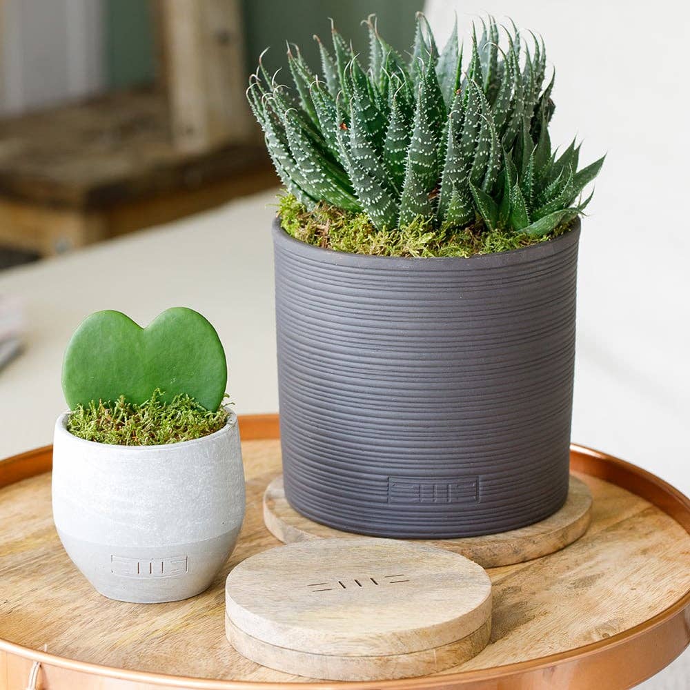 Hoya Kerrii (Single Heart) 💚: Mini (10-15cm) / Pink And Copper