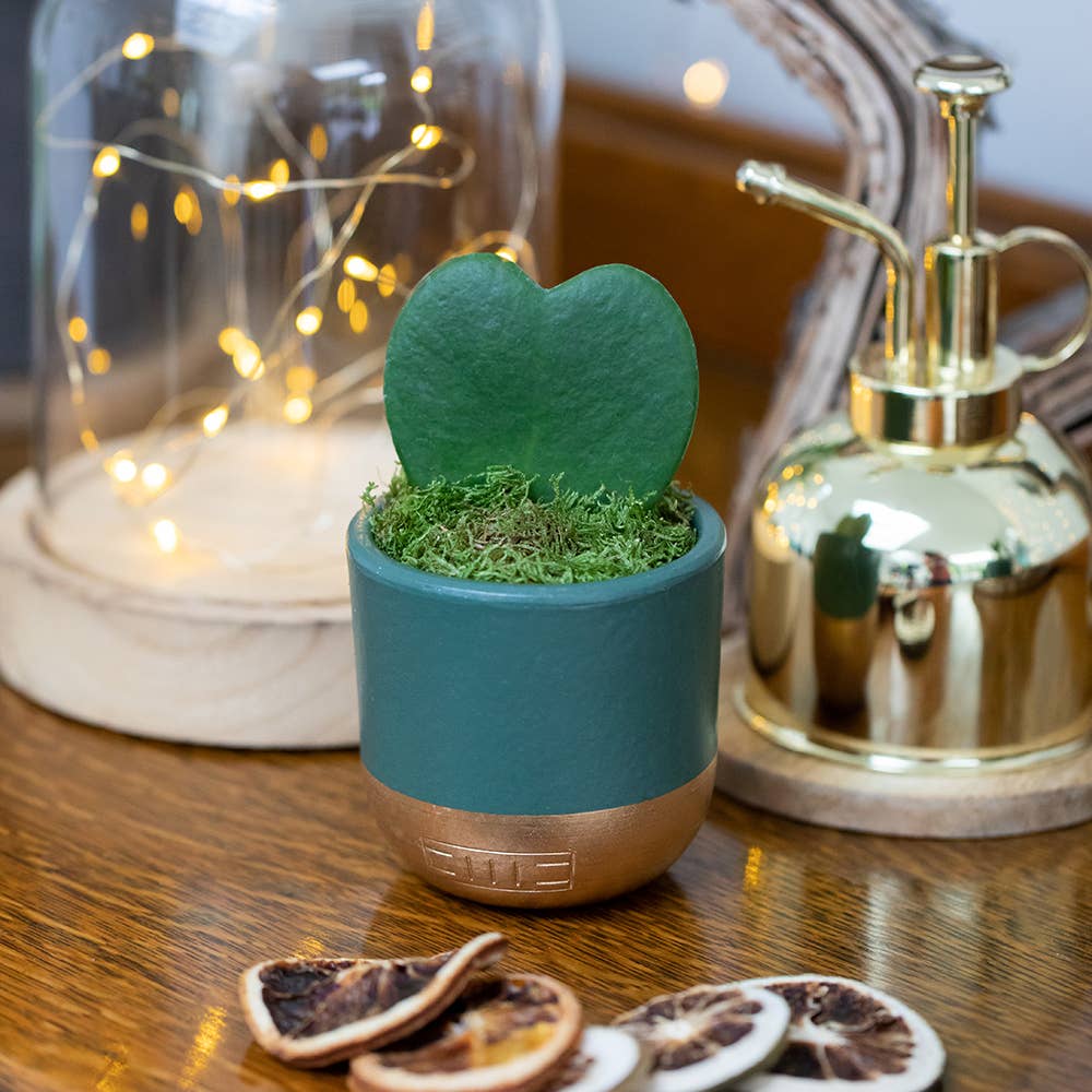 Hoya Kerrii (Single Heart) 💚: Mini (10-15cm) / Black And Gold