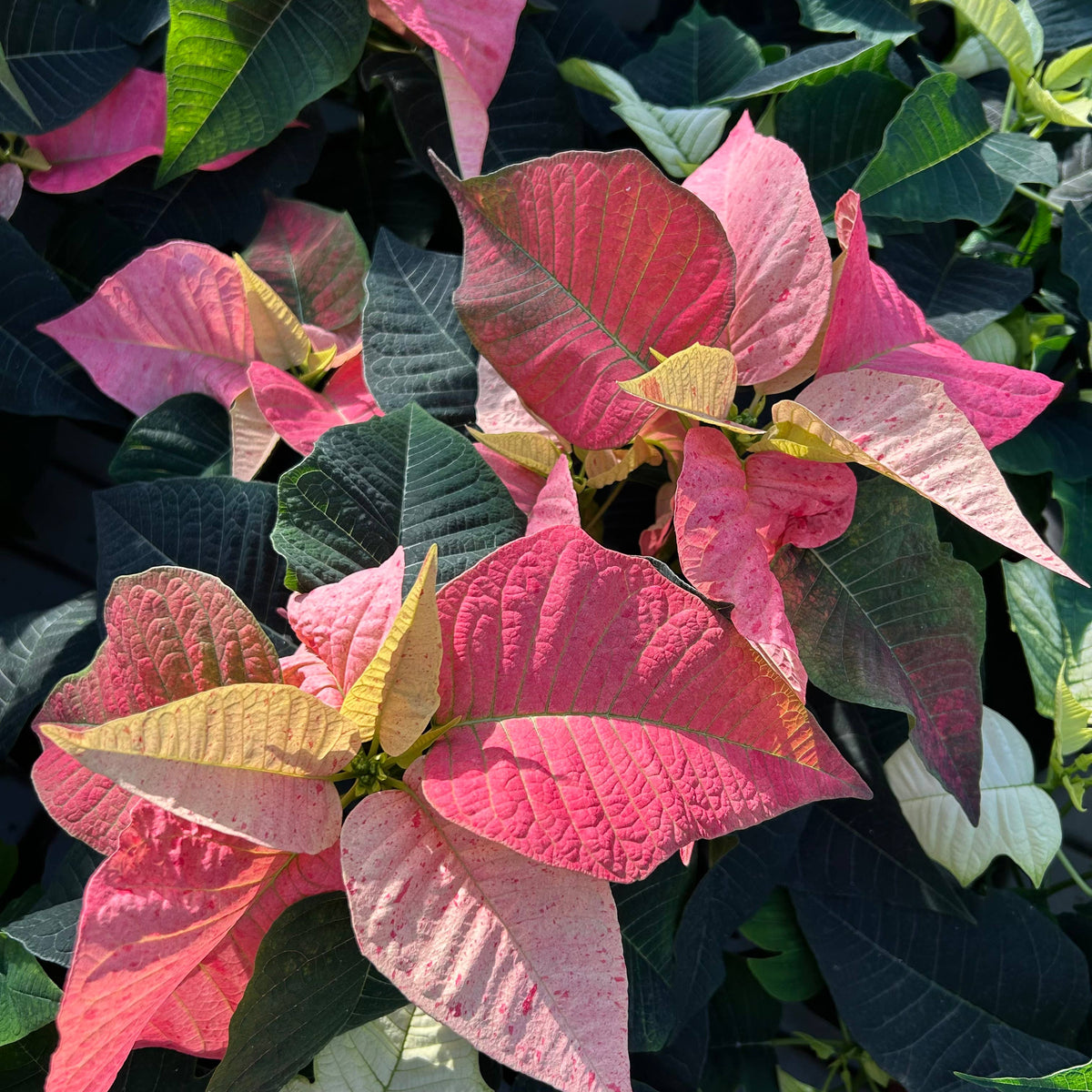 Living British Grown Pink Poinsettia in Almond stoneware pot