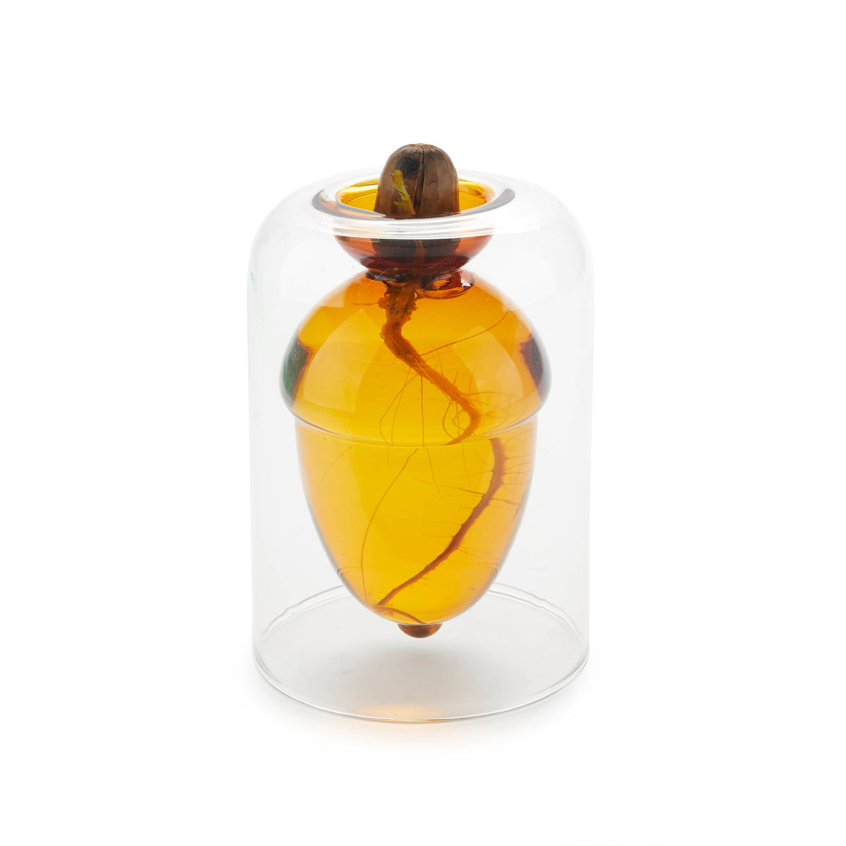 Balvi Glass Seed Grower Acorn
