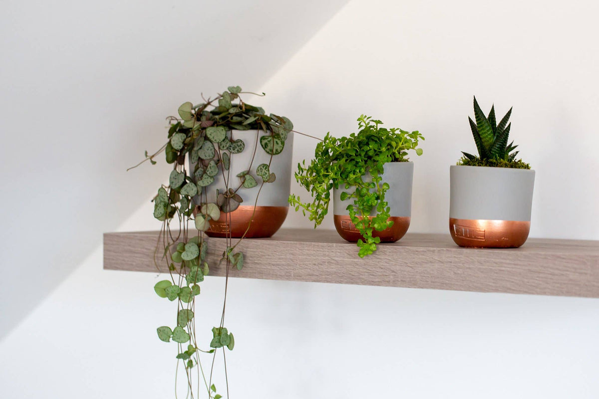String of Hearts in ceramic pot: Small (15-30cm) / Pink And Copper