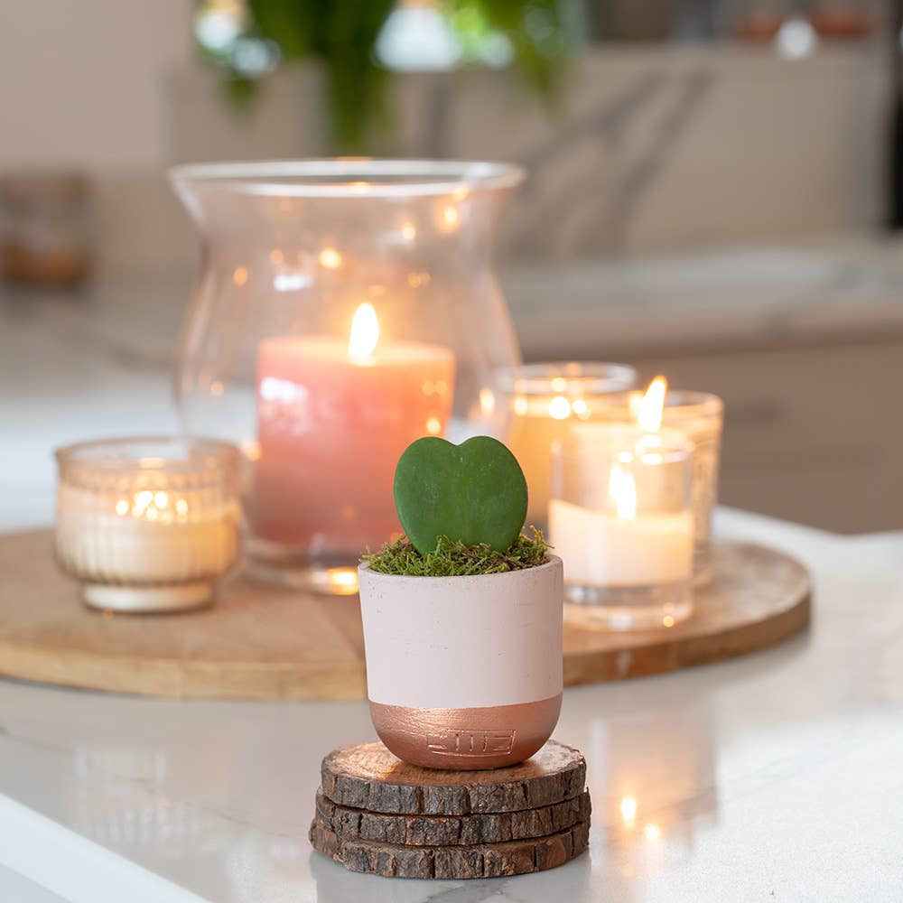 Hoya Kerrii (Single Heart) 💚: Mini (10-15cm) / Pink And Copper