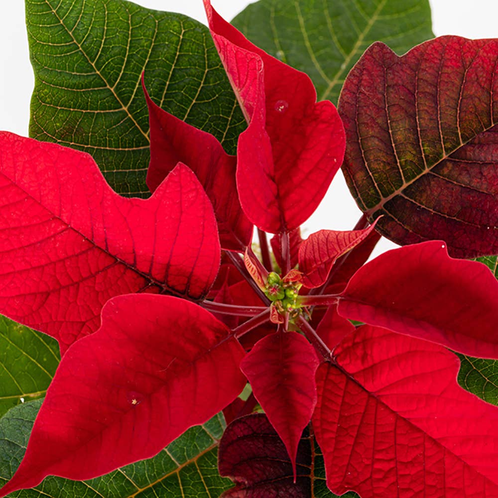 British Grown Poinsettias in black/gold pot🎅