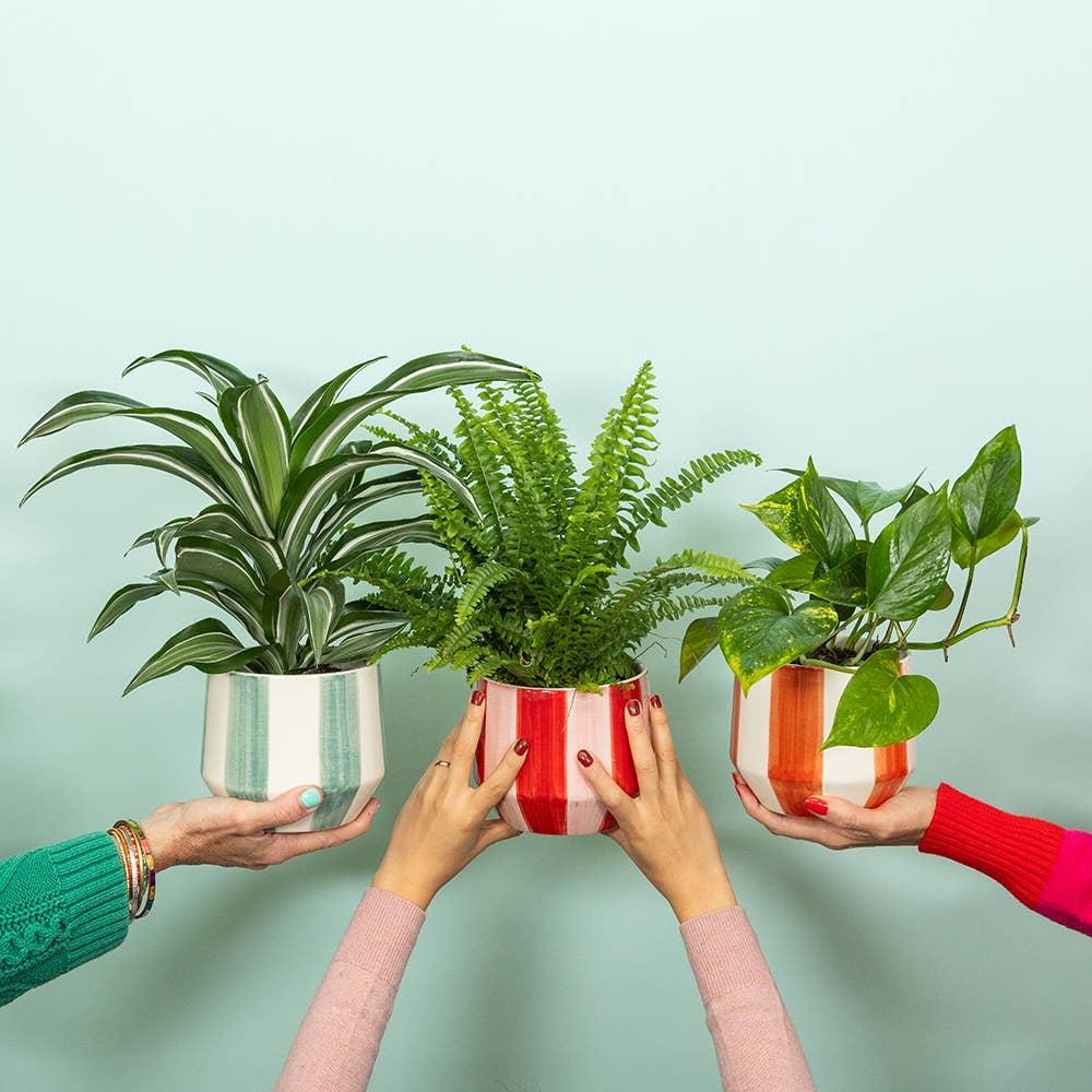 Red & Pink Stripy Ceramic Indoor Plant Pot