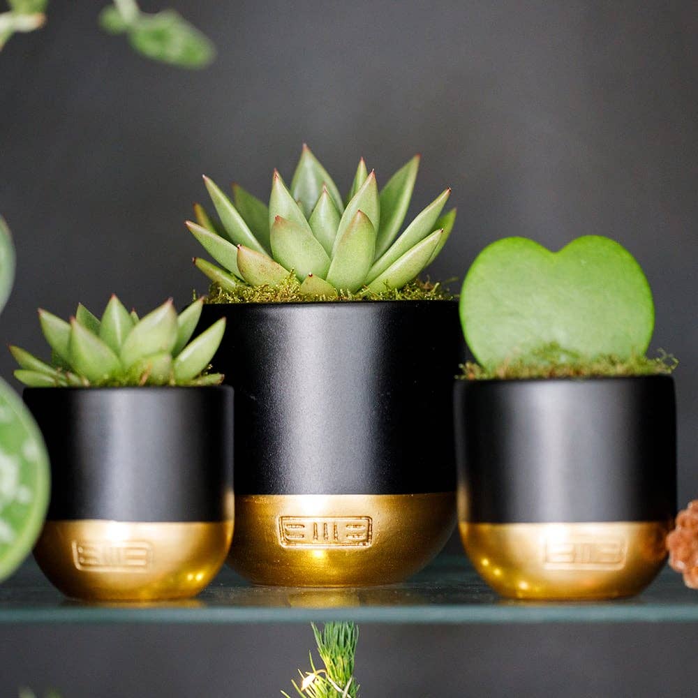 Hoya Kerrii (Single Heart) 💚: Mini (10-15cm) / Black And Gold