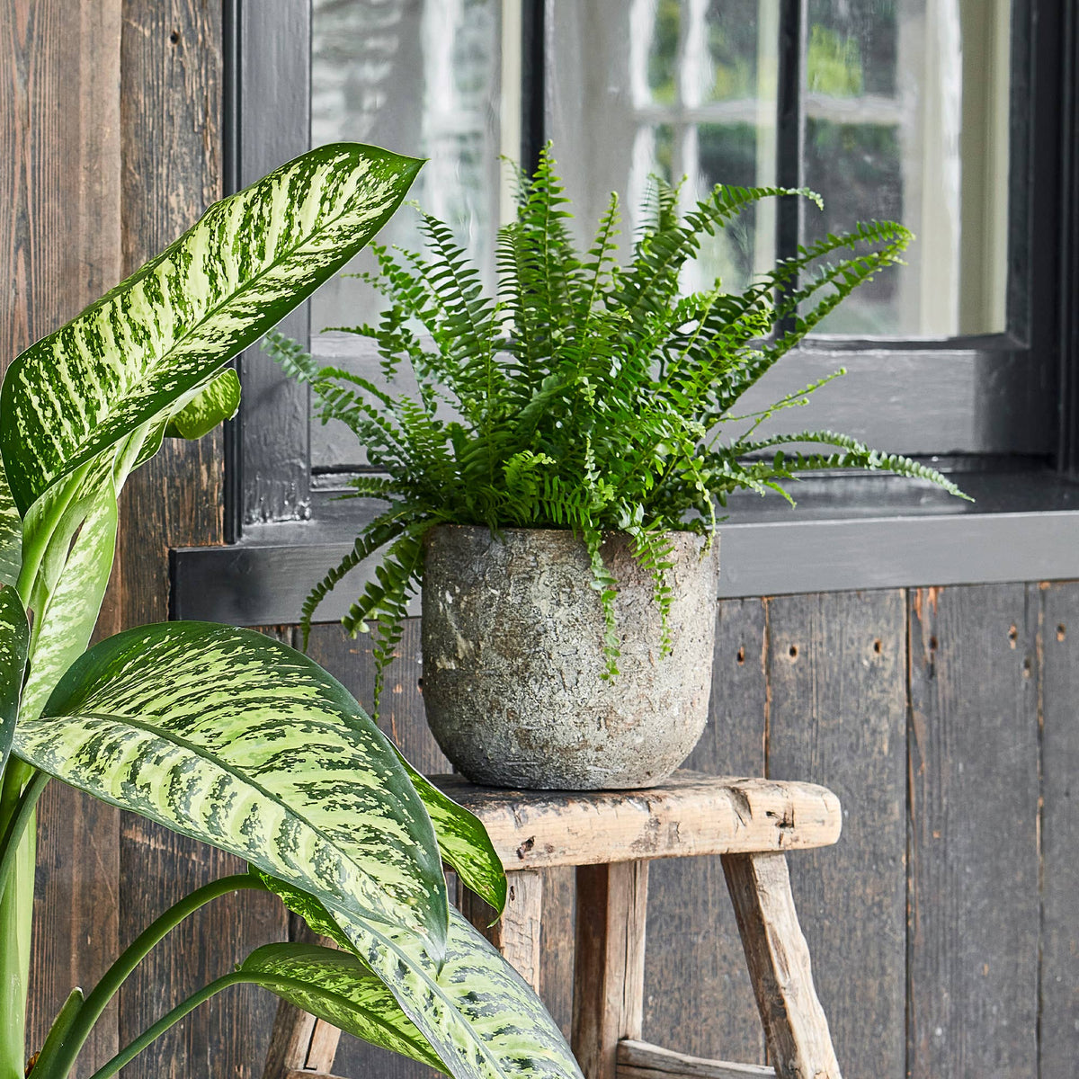 Albero Ceramic Indoor Planter H14cm x D16cm