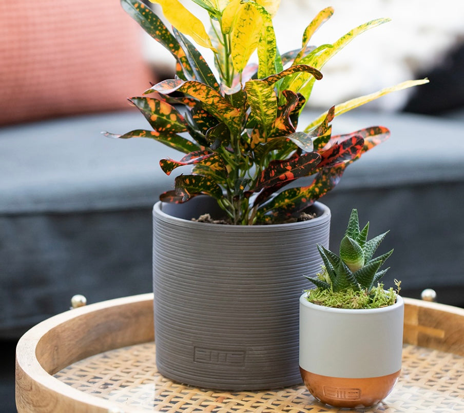 Cream Stoneware Houseplant Pot