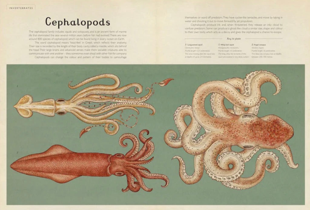 Animalium New Edition Book
