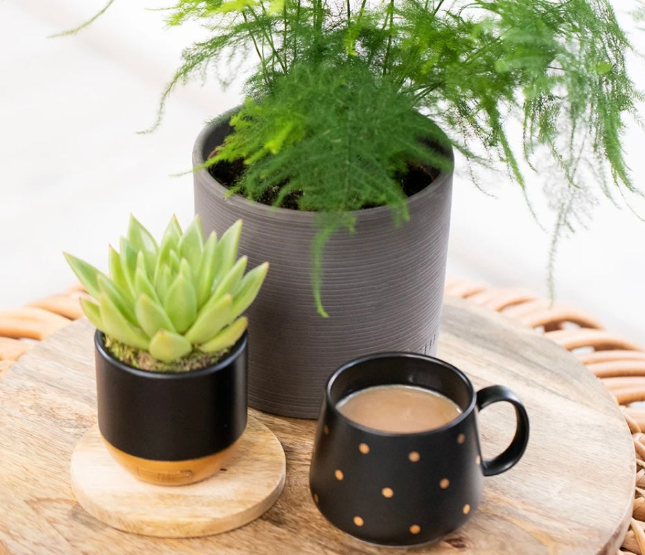 Cream Stoneware Houseplant Pot