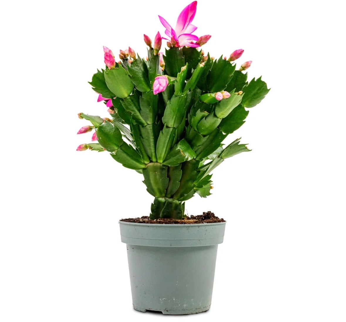 Schlumbergera Pink Christmas Cactus