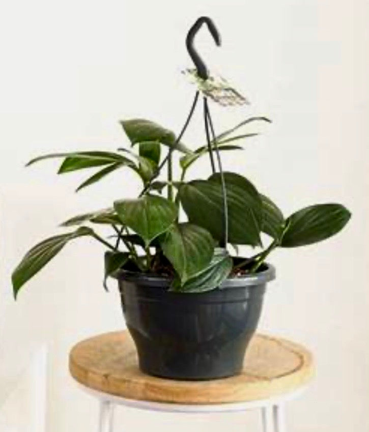Hanging Epipremnum Pinnatum Dragon Tail Plant