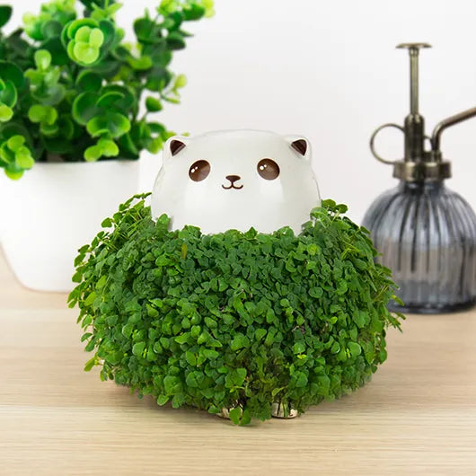 Cat Chia Planter