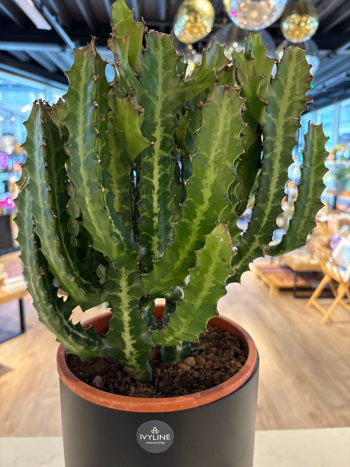 Cactus Plant X-Large