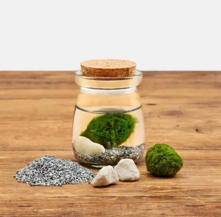 Moss Jars