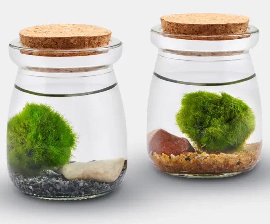 Moss Jars