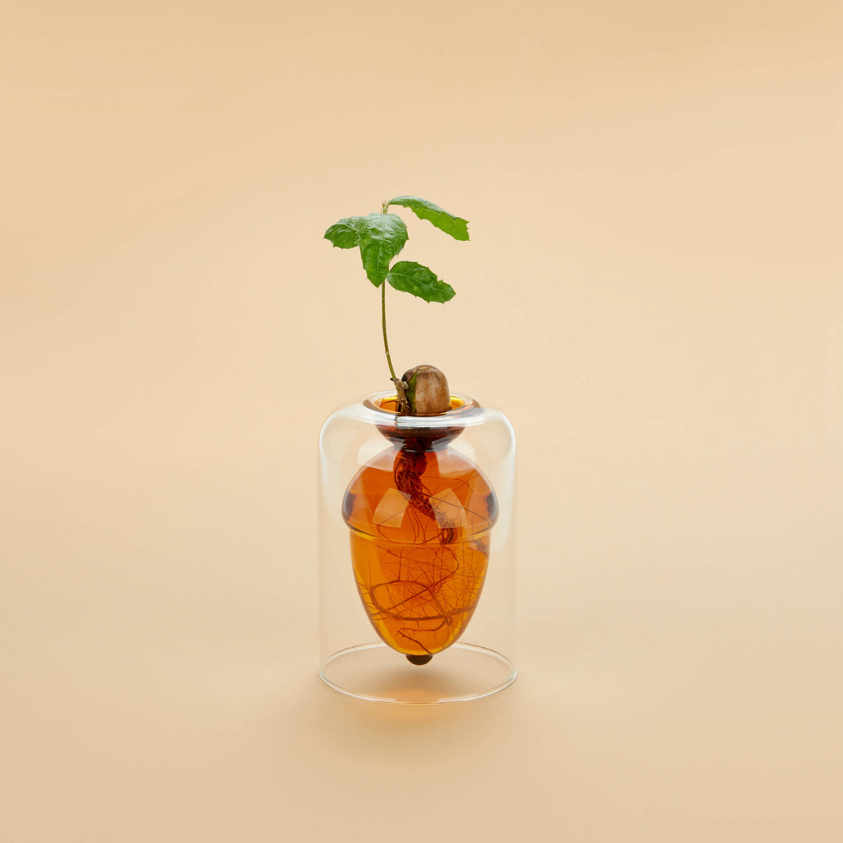 Balvi Glass Seed Grower Acorn
