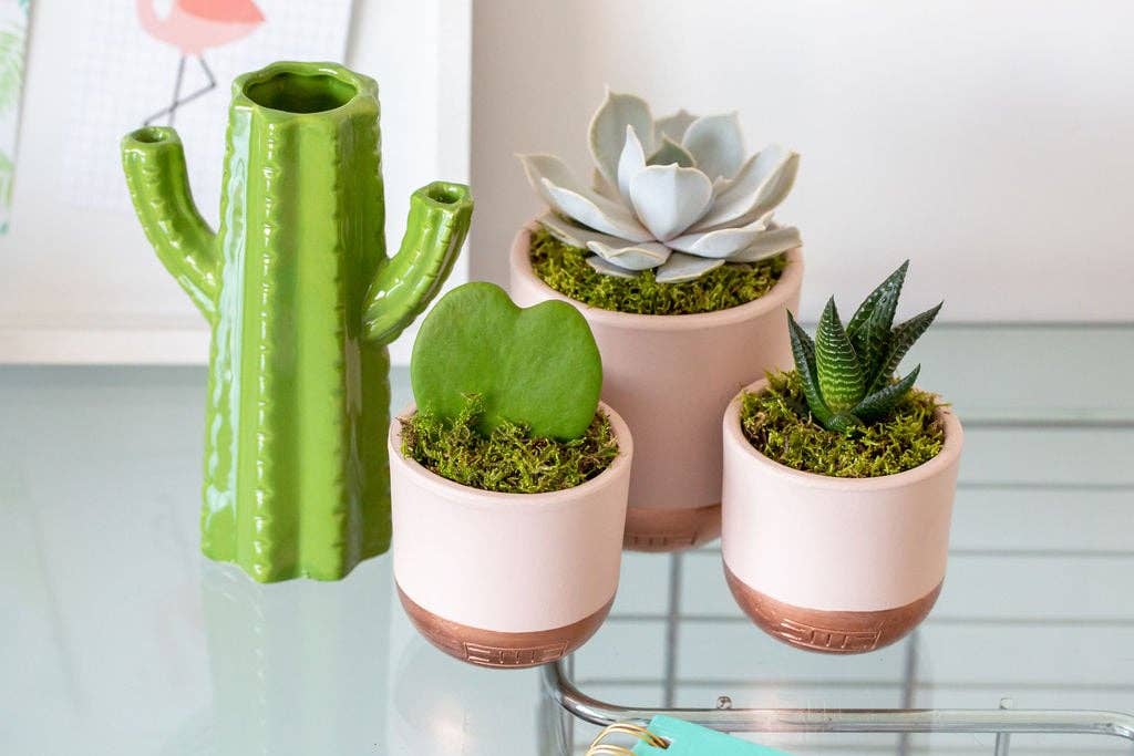 Hoya Kerrii (Single Heart) 💚: Mini (10-15cm) / Pink And Copper