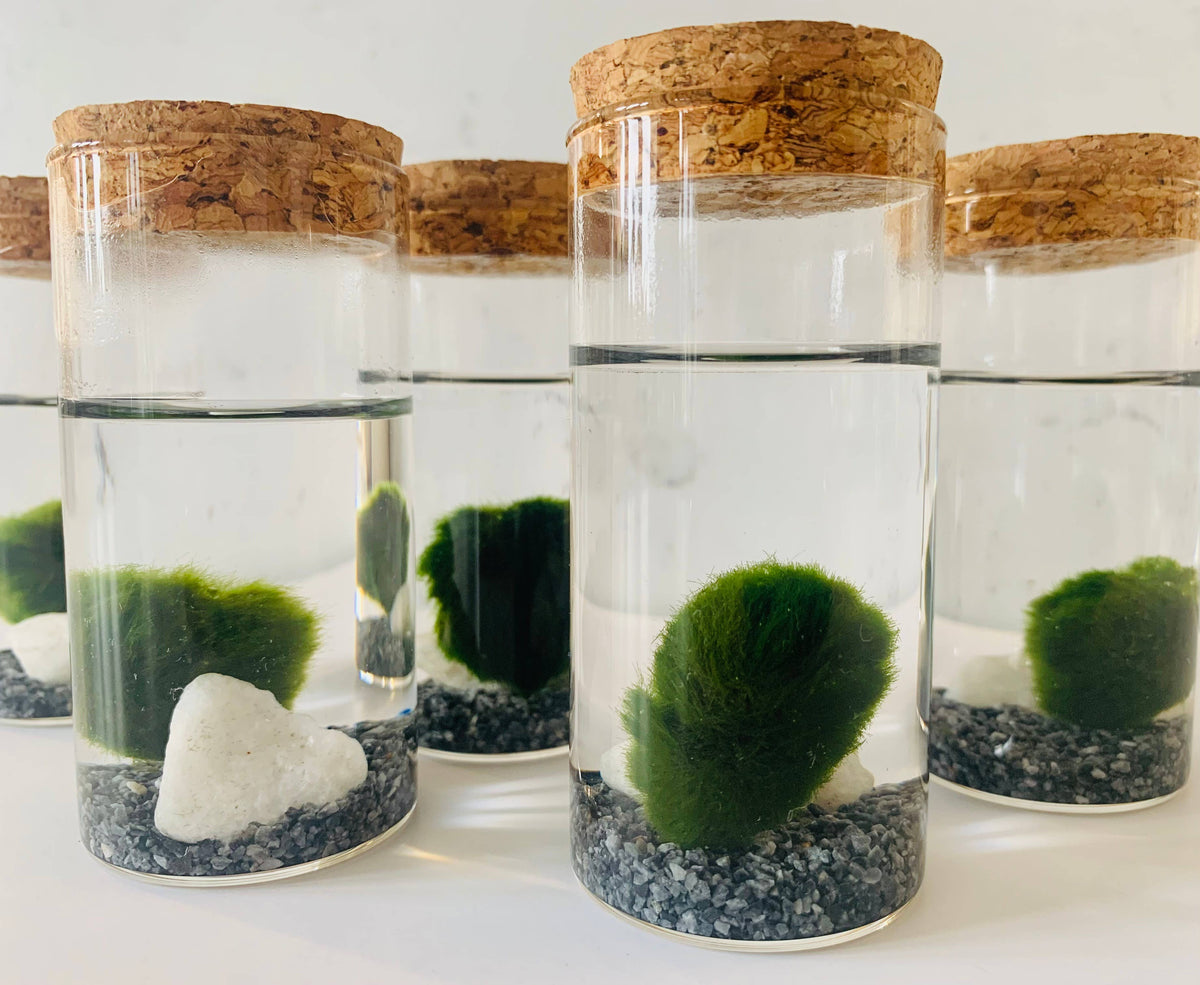 Moss Jars