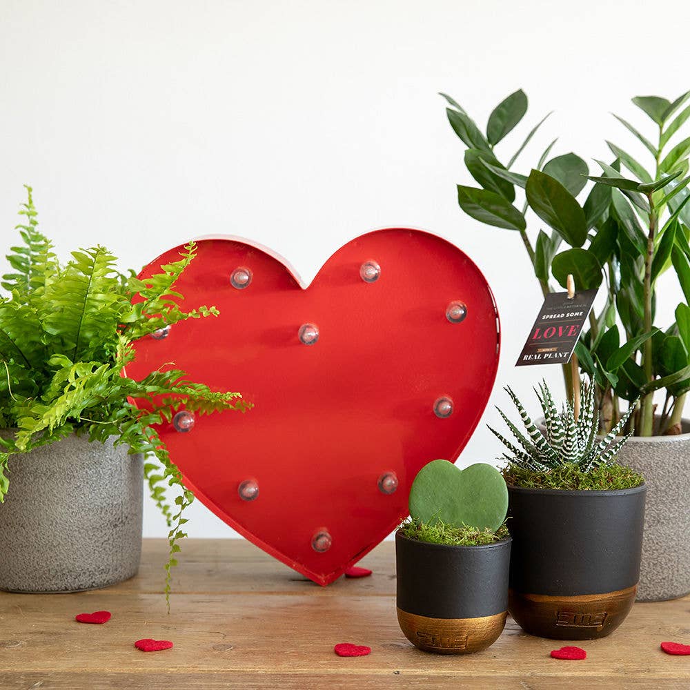 Hoya Kerrii (Single Heart) 💚: Mini (10-15cm) / Black And Gold