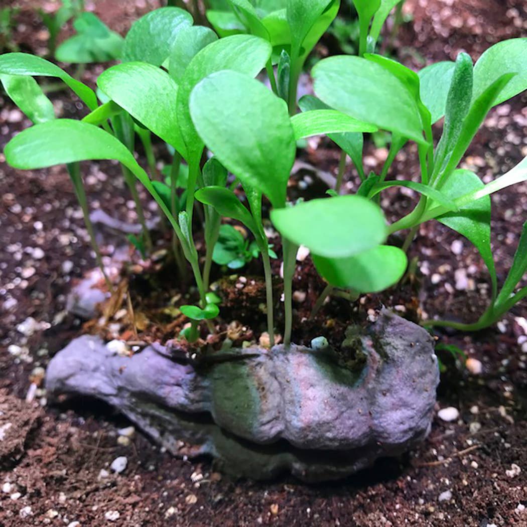 Featherbom & Urban Bloomer Seedbom - Mixed CDU Pack