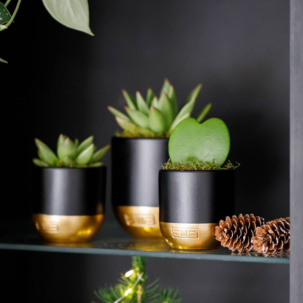 Hoya Kerrii (Single Heart) 💚: Mini (10-15cm) / Black And Gold