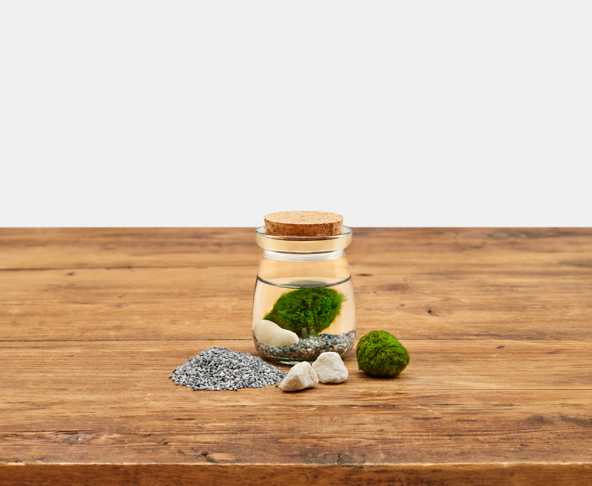Moss Jars: Large