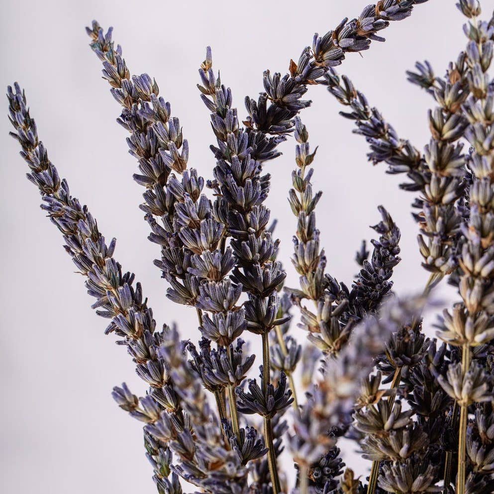 Dried Lavandin Bunches - Dried Flowers