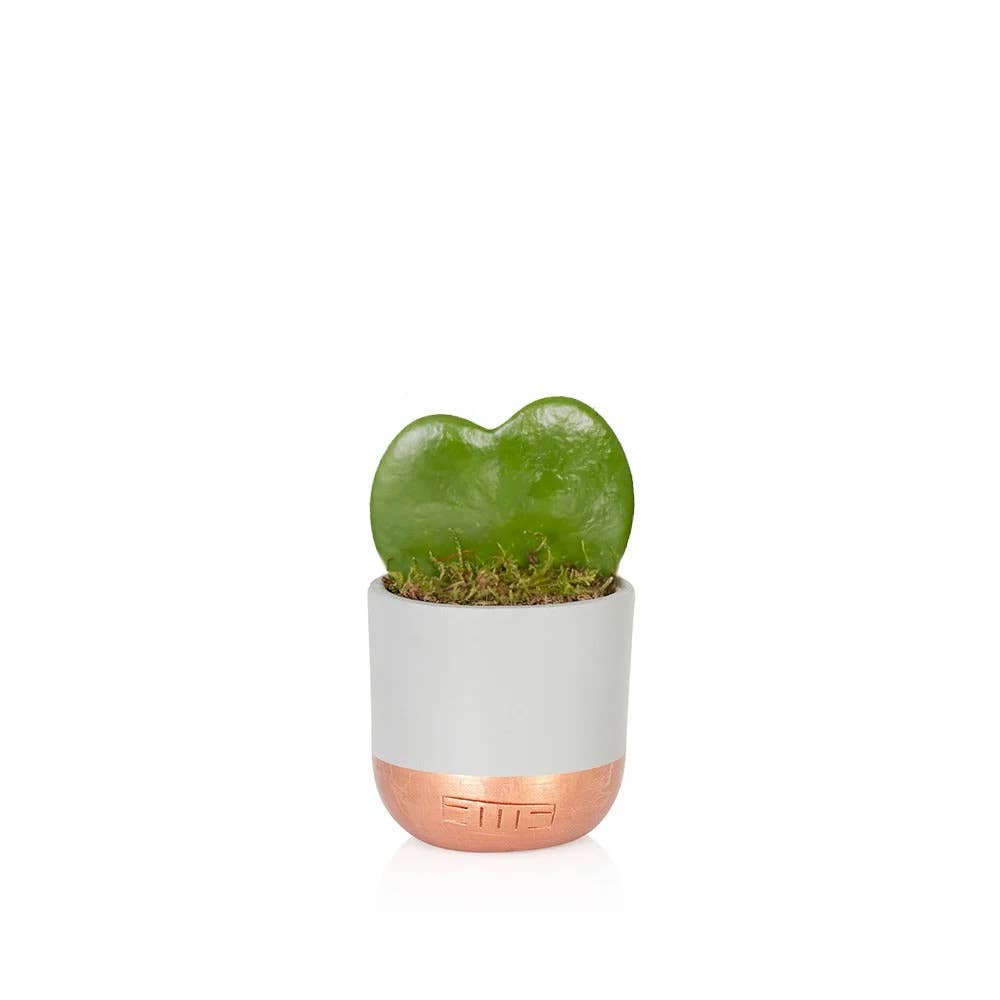 Hoya Kerrii (Single Heart) 💚: Mini (10-15cm) / Pink And Copper