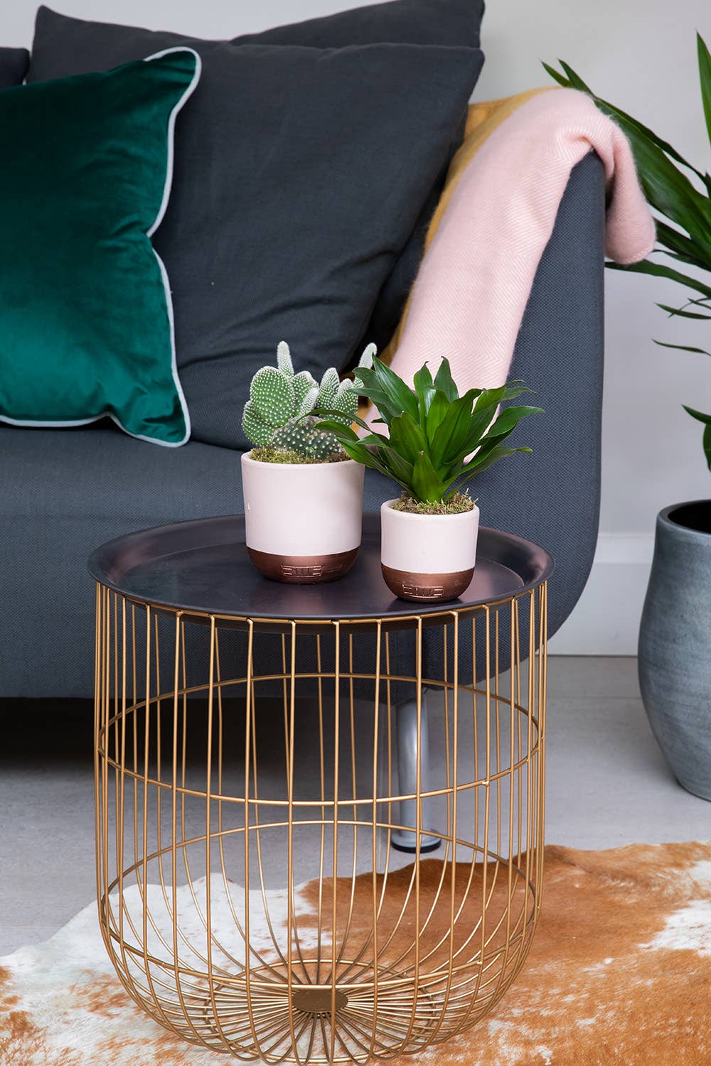 British Grown Cactus in Ceramic Pot for Indoor Décor 🌵: Small (15-30cm) / Black And Gold