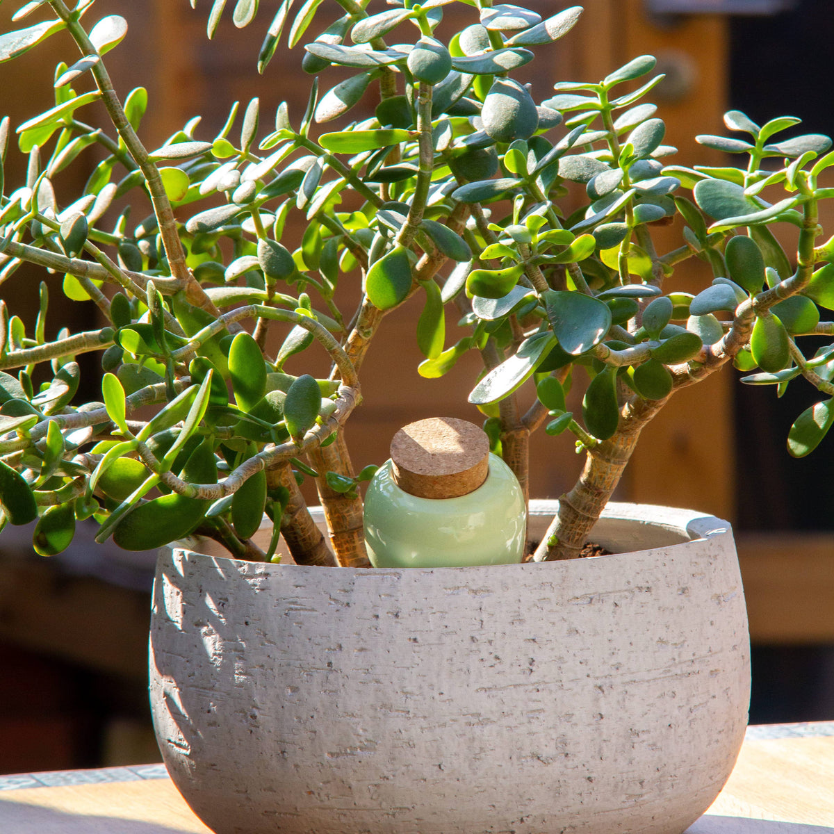 Olla - Green