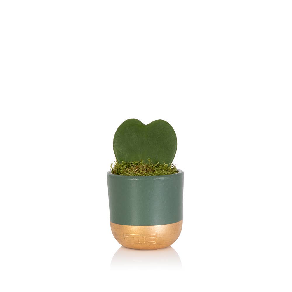 Hoya Kerrii (Single Heart) 💚: Mini (10-15cm) / Black And Gold