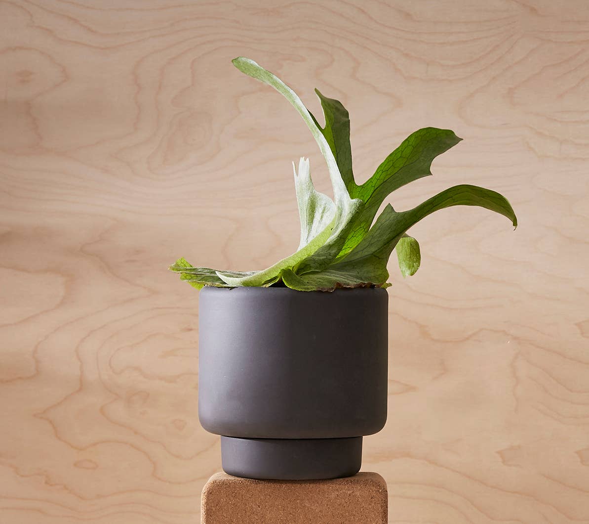 BOTANY porcelain plant pot MEDIUM: Graphite Black