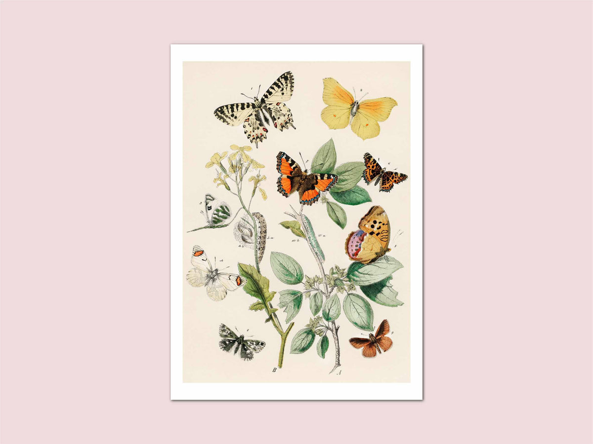 Butterfly Illustration Vintage Print: A3