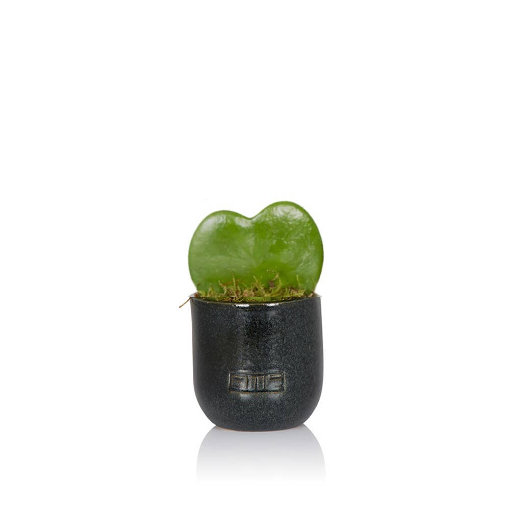 Hoya Kerrii (Single Heart) 💚: Mini (10-15cm) / Black And Gold