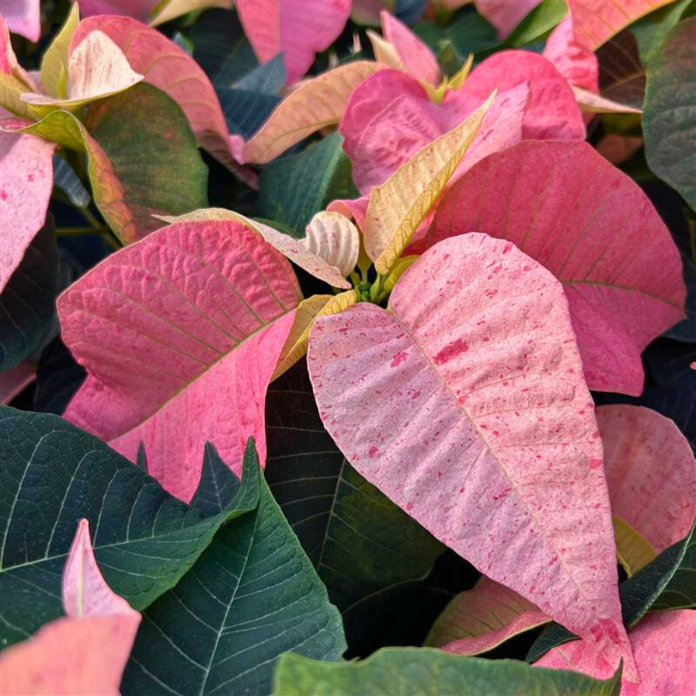 Living British Grown Pink Poinsettia in Almond stoneware pot