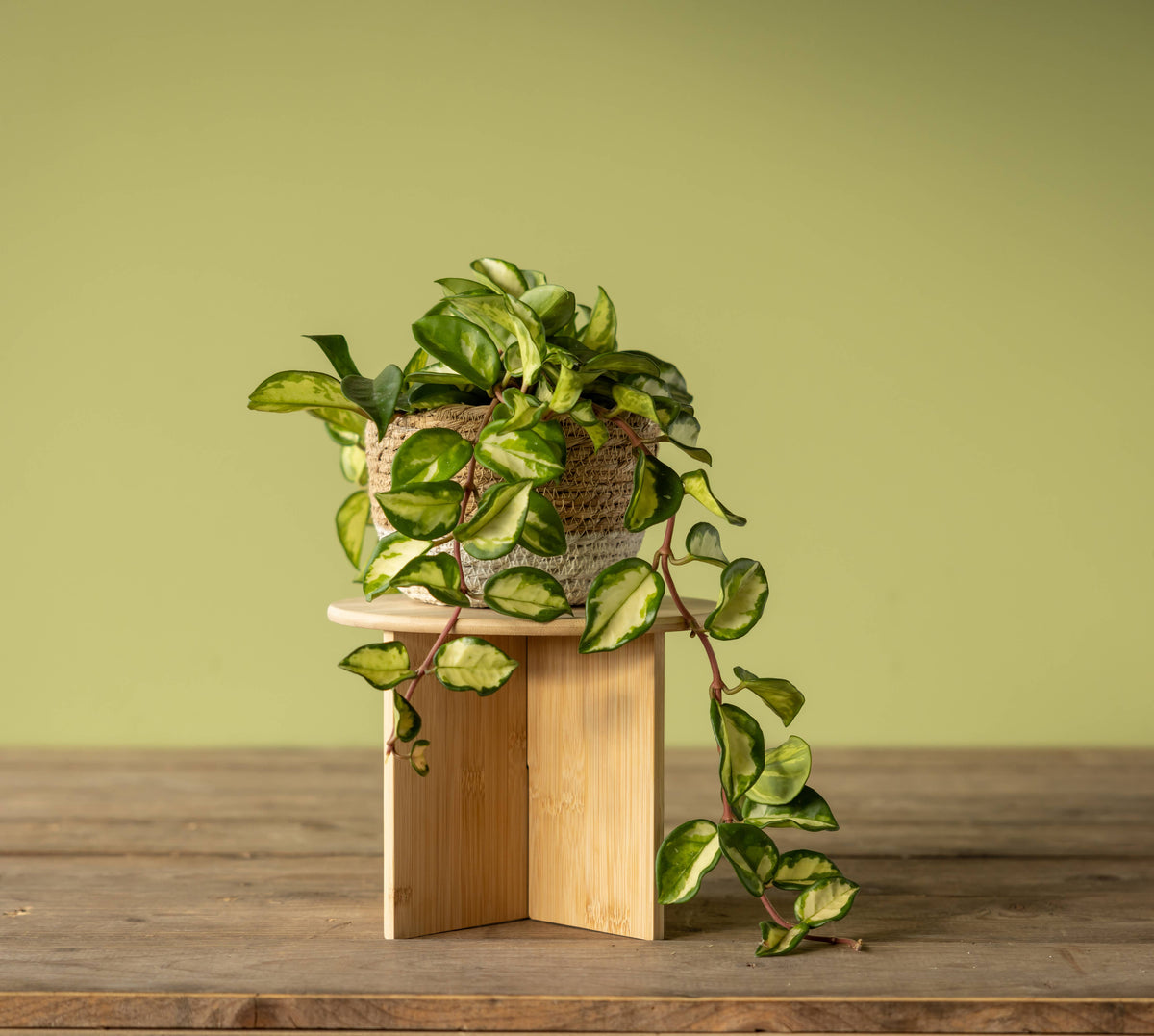 NG146 - Bamboo Plant Stand (L) FSC 100%
