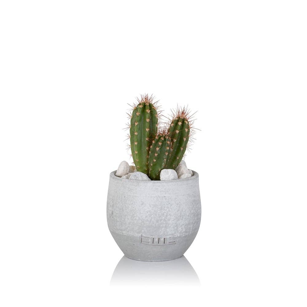 British Grown Cactus in Ceramic Pot for Indoor Décor 🌵: Small (15-30cm) / Black And Gold