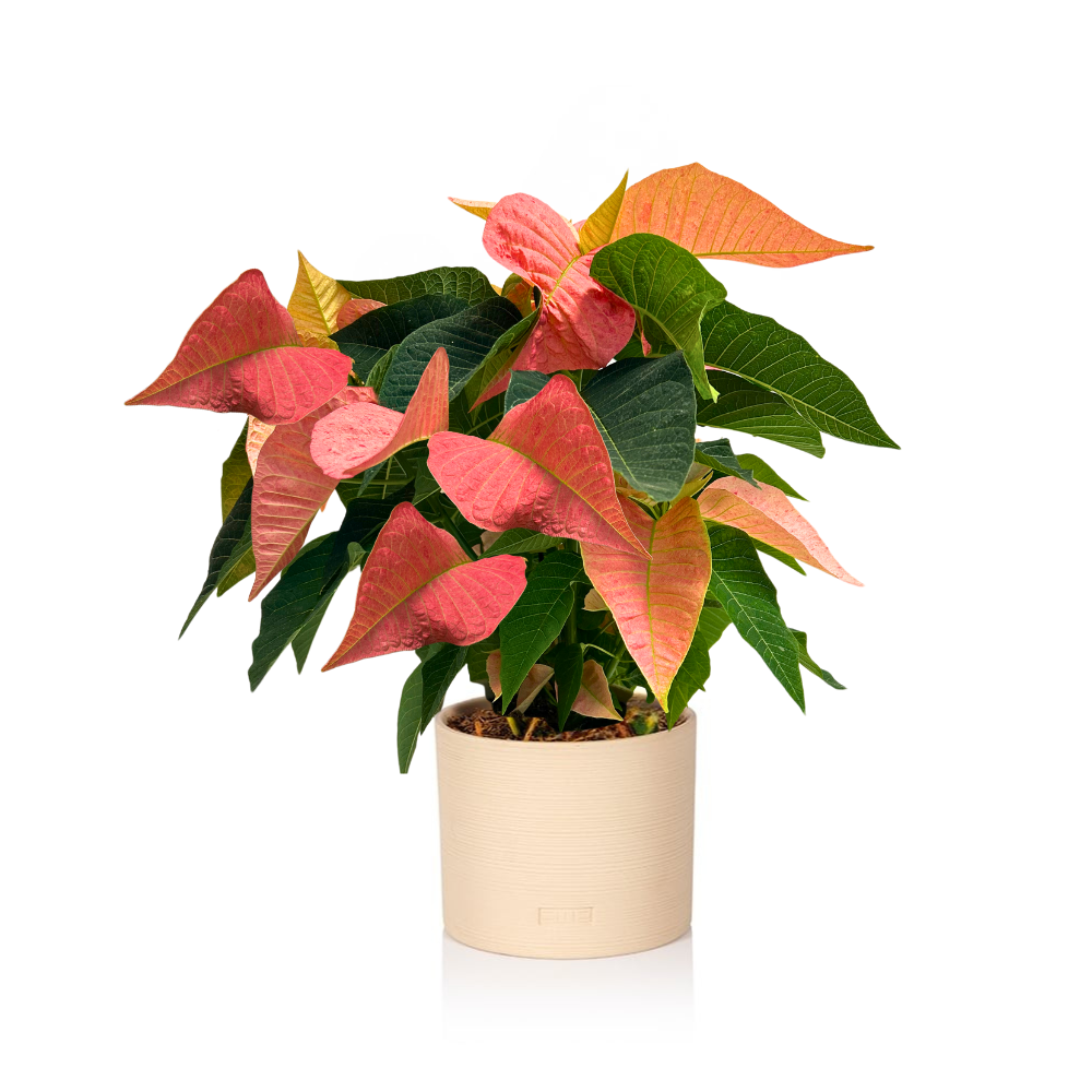 Living British Grown Pink Poinsettia in Almond stoneware pot