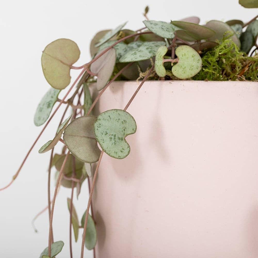 String of Hearts in ceramic pot: Small (15-30cm) / Pink And Copper