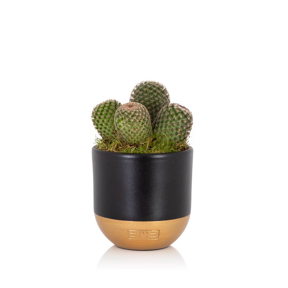 British Grown Cactus in Ceramic Pot for Indoor Décor 🌵: Small (15-30cm) / Black And Gold