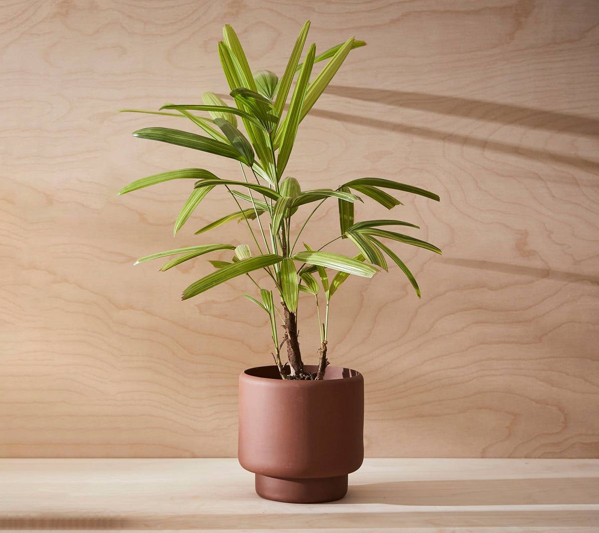 BOTANY porcelain plant pot MEDIUM: Graphite Black