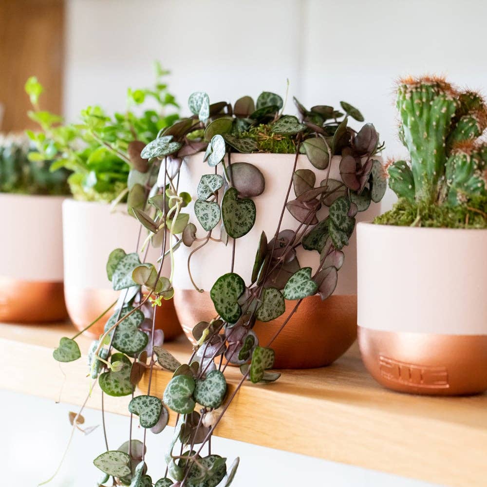 String of Hearts in ceramic pot: Small (15-30cm) / Pink And Copper