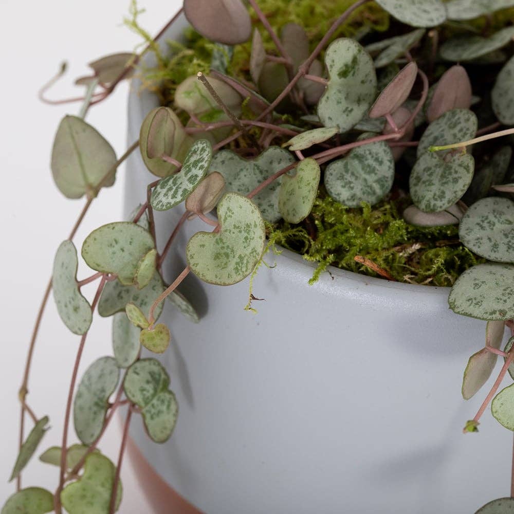 String of Hearts in ceramic pot: Small (15-30cm) / Pink And Copper