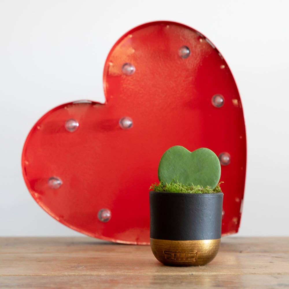 Hoya Kerrii (Single Heart) 💚: Mini (10-15cm) / Pink And Copper