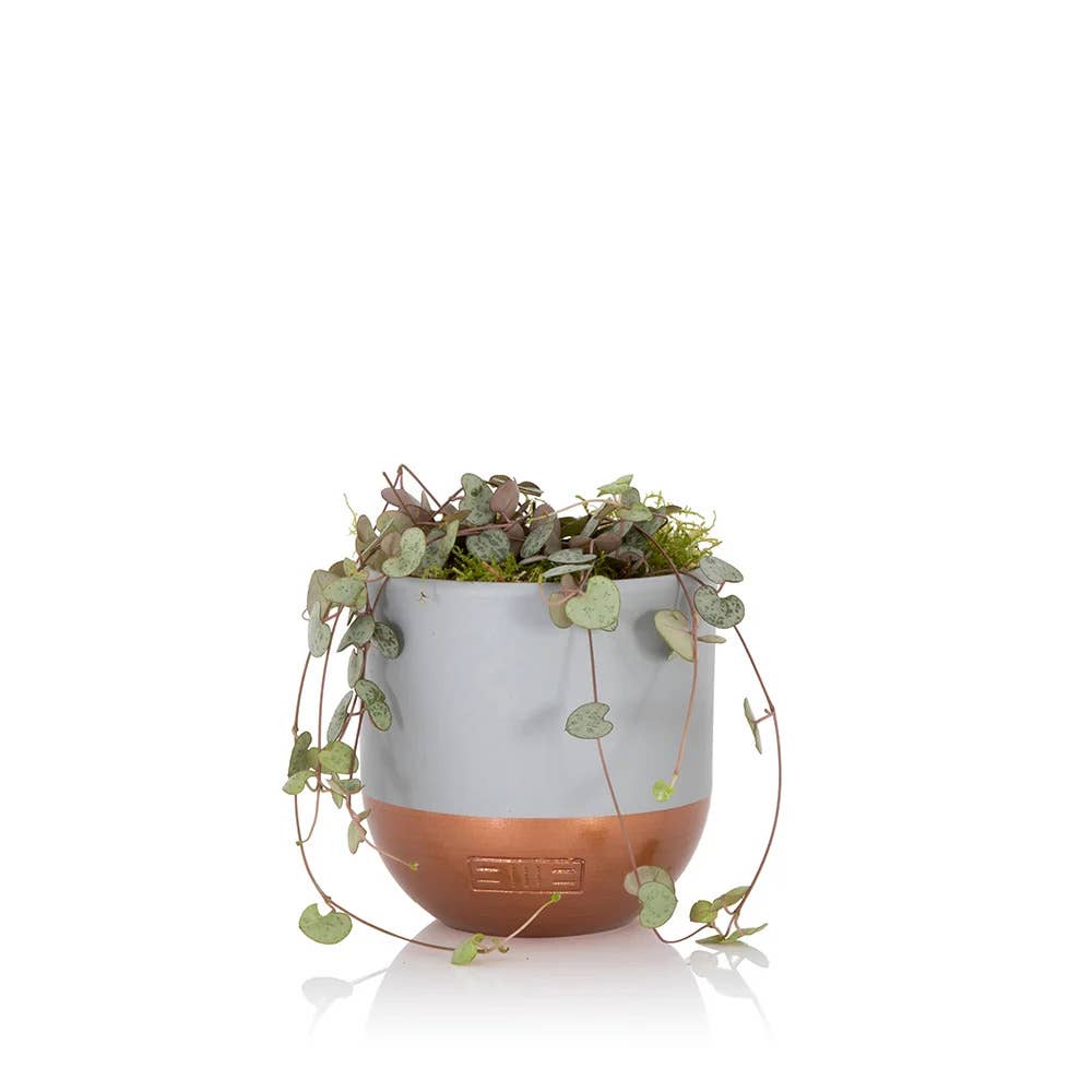 String of Hearts in ceramic pot: Small (15-30cm) / Pink And Copper