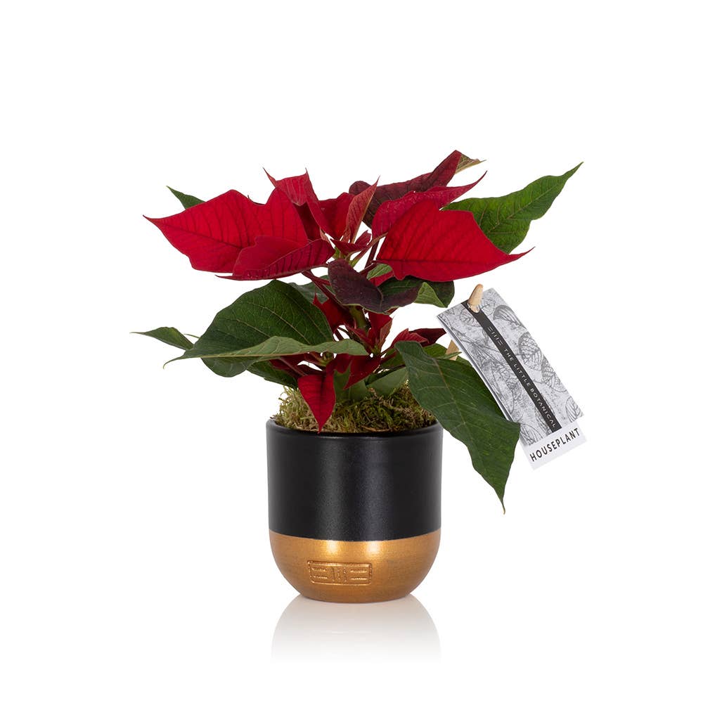 British Grown Poinsettias in black/gold pot🎅