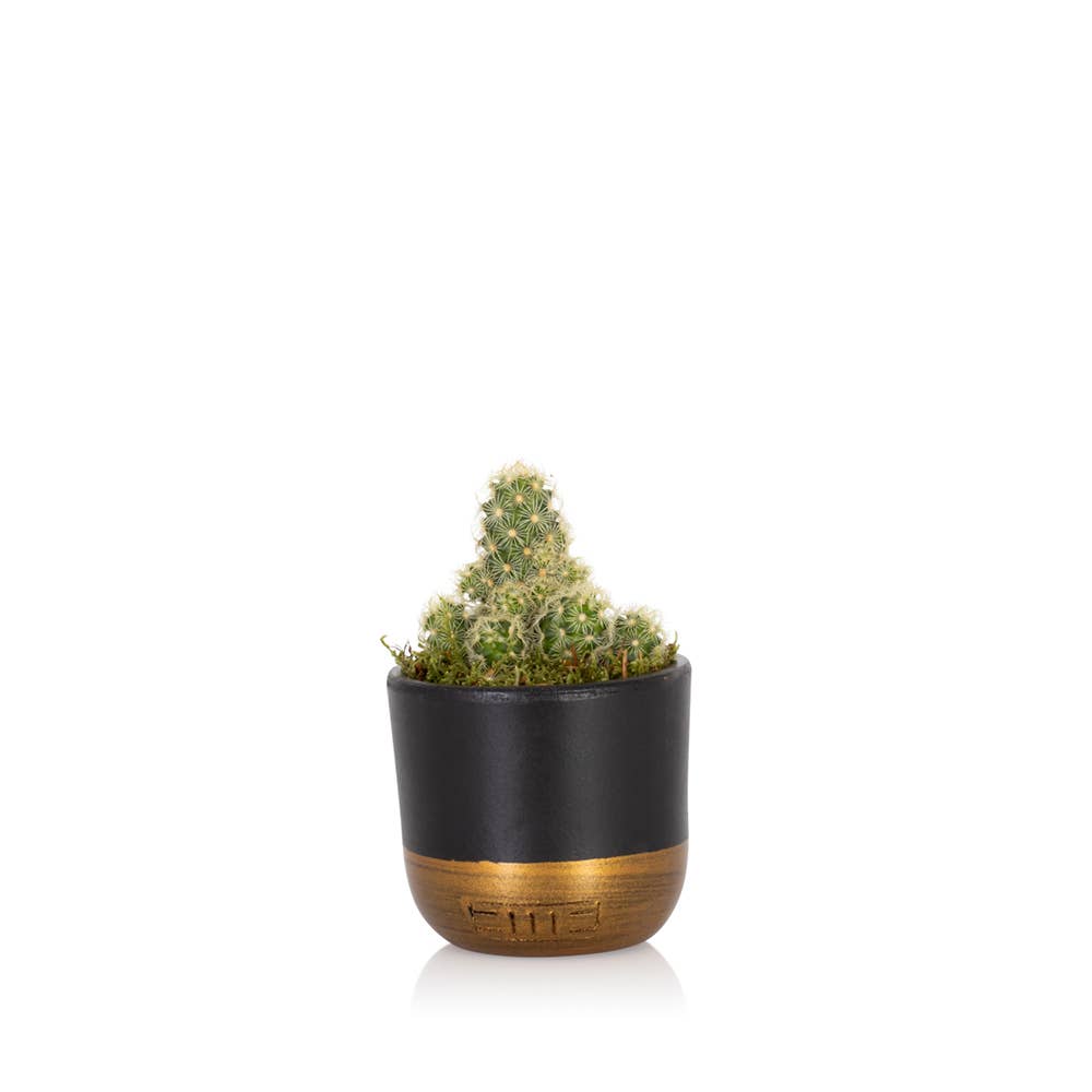 British Grown Cactus in Ceramic Pot for Indoor Décor 🌵: Small (15-30cm) / Black And Gold