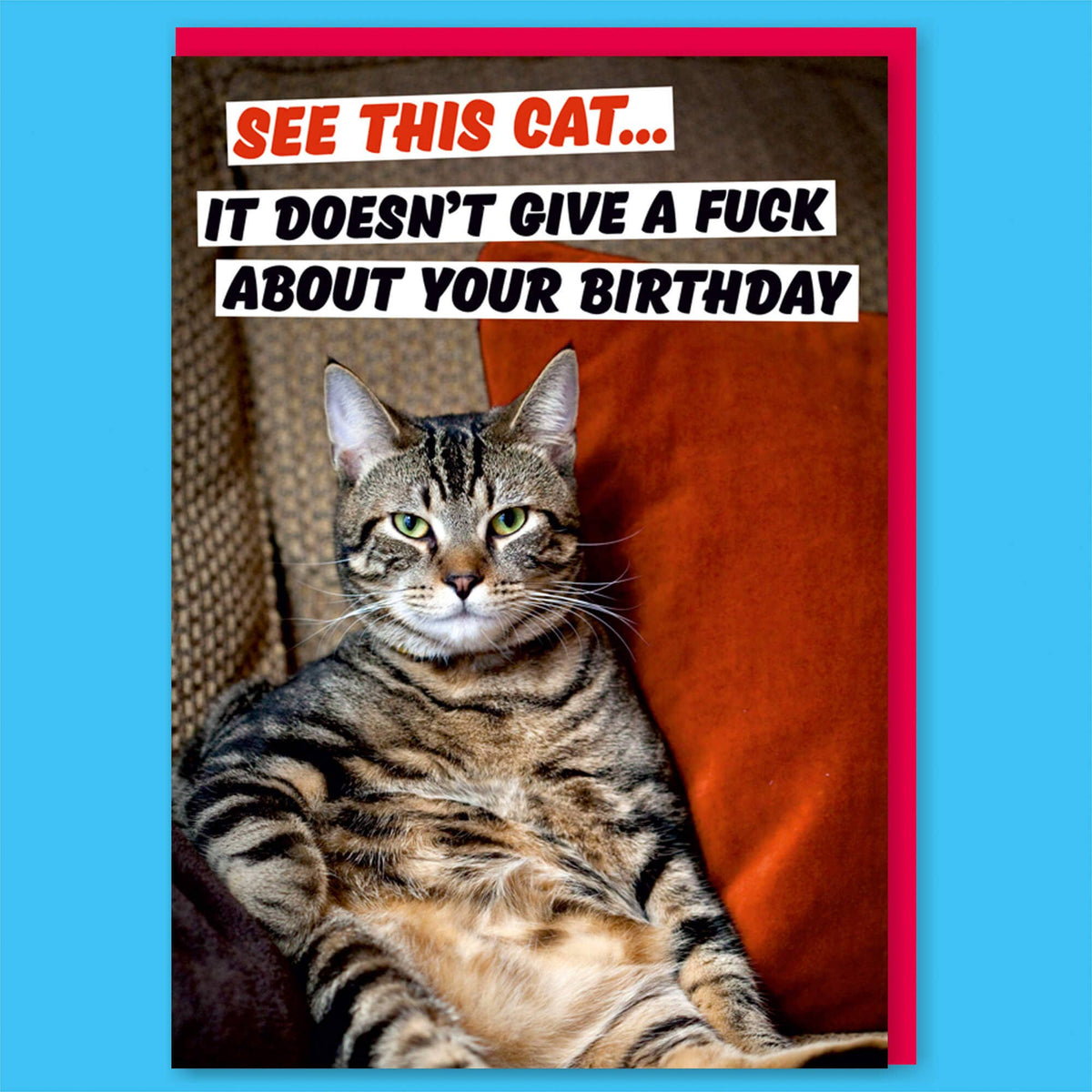 See This Cat. It Doesn&#39;t Give A F*** About Your Greeting Car